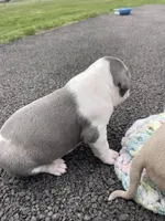 Half & Half, a female Staffordshire Bull Terrier and American Pit Bull Terrier for sale in Chicago, IL – Photo 3 of 7