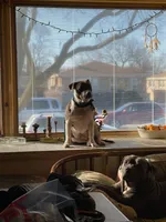 Half & Half, a female Staffordshire Bull Terrier and American Pit Bull Terrier for sale in Chicago, IL – Photo 5 of 7