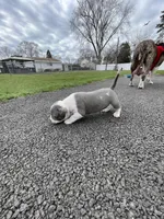 Half & Half, a female Staffordshire Bull Terrier and American Pit Bull Terrier for sale in Chicago, IL – Photo 7 of 7