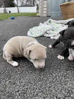 Champagne , a female Staffordshire Bull Terrier and American Pit Bull Terrier for sale in Chicago, IL – Photo 8 of 8