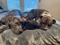 Champagne , a female Staffordshire Bull Terrier and American Pit Bull Terrier for sale in Chicago, IL – Photo 4 of 8