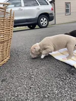 Champagne , a female Staffordshire Bull Terrier and American Pit Bull Terrier for sale in Chicago, IL – Photo 7 of 8