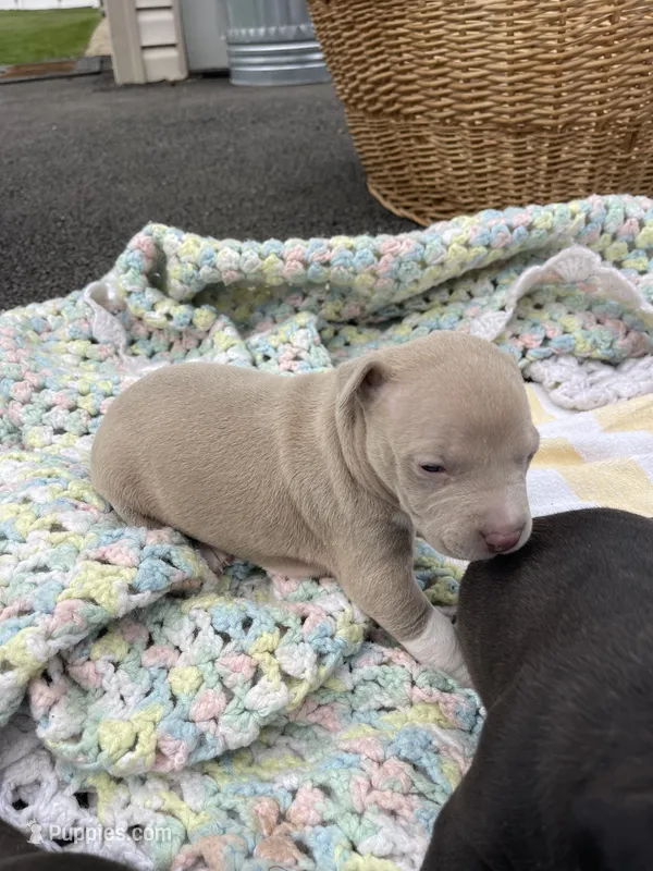 Champagne  – Staffordshire Bull Terrier, American Pit Bull Terrier puppy for sale in Chicago, IL