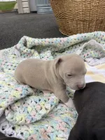 Champagne , a female Staffordshire Bull Terrier and American Pit Bull Terrier for sale in Chicago, IL – Photo 1 of 8