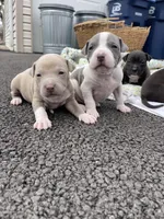 Champagne , a female Staffordshire Bull Terrier and American Pit Bull Terrier for sale in Chicago, IL – Photo 2 of 8