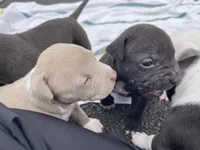 Champagne , a female Staffordshire Bull Terrier and American Pit Bull Terrier for sale in Chicago, IL – Photo 5 of 8