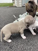 Champagne , a female Staffordshire Bull Terrier and American Pit Bull Terrier for sale in Chicago, IL – Photo 6 of 8