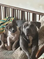 Champagne , a female Staffordshire Bull Terrier and American Pit Bull Terrier for sale in Chicago, IL – Photo 3 of 8