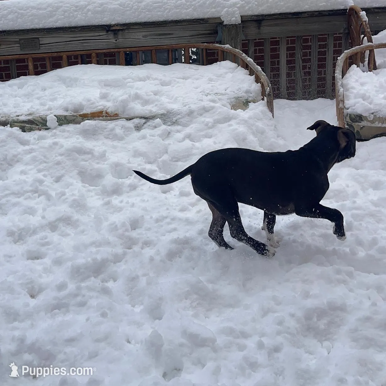Baby Girl, a female Staffordshire Bull Terrier for sale in Chicago, IL – Photo 3 of 10