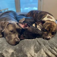 Baby Girl, a female Staffordshire Bull Terrier for sale in Chicago, IL – Photo 7 of 10