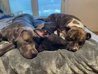 Baby Girl, a female Staffordshire Bull Terrier for sale in Chicago, IL – Photo 7 of 10