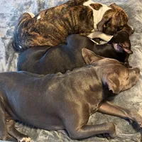 Baby Girl, a female Staffordshire Bull Terrier for sale in Chicago, IL – Photo 8 of 10