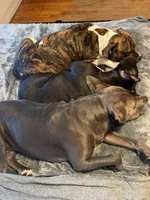 Baby Girl, a female Staffordshire Bull Terrier for sale in Chicago, IL – Photo 8 of 10