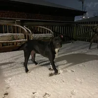 Baby Girl, a female Staffordshire Bull Terrier for sale in Chicago, IL – Photo 5 of 10