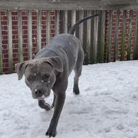 Baby Girl, a female Staffordshire Bull Terrier for sale in Chicago, IL – Photo 10 of 10