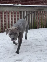 Baby Girl, a female Staffordshire Bull Terrier for sale in Chicago, IL – Photo 10 of 10