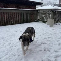 Baby Girl, a female Staffordshire Bull Terrier for sale in Chicago, IL – Photo 9 of 10