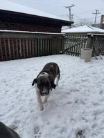 Baby Girl, a female Staffordshire Bull Terrier for sale in Chicago, IL – Photo 9 of 10