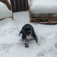 Baby Girl, a female Staffordshire Bull Terrier for sale in Chicago, IL – Photo 6 of 10