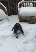 Baby Girl, a female Staffordshire Bull Terrier for sale in Chicago, IL – Photo 6 of 10