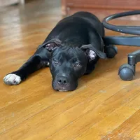 Baby Girl, a female Staffordshire Bull Terrier for sale in Chicago, IL – Photo 2 of 10