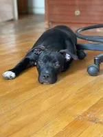 Baby Girl, a female Staffordshire Bull Terrier for sale in Chicago, IL – Photo 2 of 10