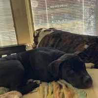 Baby Girl, a female Staffordshire Bull Terrier for sale in Chicago, IL – Photo 4 of 10