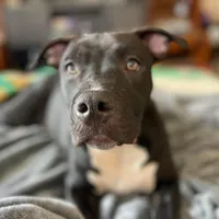 Baby Girl, a female Staffordshire Bull Terrier for sale in Chicago, IL – Photo 1 of 10