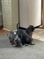 Sock, a male American Staffordshire Terrier and American Pit Bull Terrier for sale in Chicago, IL – Photo 9 of 10