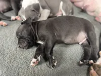 Sock, a male American Staffordshire Terrier and American Pit Bull Terrier for sale in Chicago, IL – Photo 7 of 10