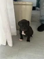 Sock, a male American Staffordshire Terrier and American Pit Bull Terrier for sale in Chicago, IL – Photo 4 of 10