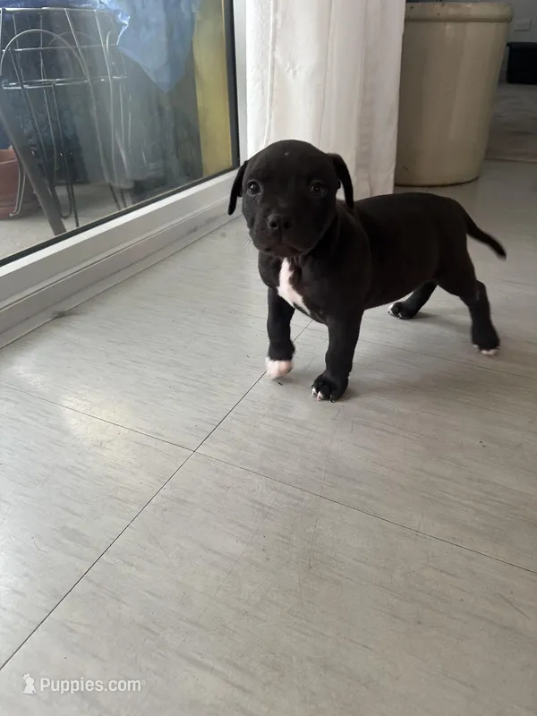 Sock – American Staffordshire Terrier, American Pit Bull Terrier puppy for sale in Chicago, IL