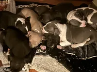 Sock, a male American Staffordshire Terrier and American Pit Bull Terrier for sale in Chicago, IL – Photo 8 of 10