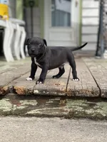 Sock, a male American Staffordshire Terrier and American Pit Bull Terrier for sale in Chicago, IL – Photo 10 of 10