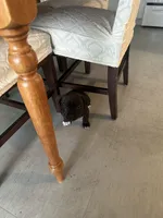 Sock, a male American Staffordshire Terrier and American Pit Bull Terrier for sale in Chicago, IL – Photo 6 of 10