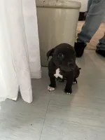 Sock, a male American Staffordshire Terrier and American Pit Bull Terrier for sale in Chicago, IL – Photo 3 of 10