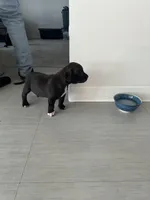 Sock, a male American Staffordshire Terrier and American Pit Bull Terrier for sale in Chicago, IL – Photo 5 of 10