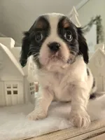 Tara is pending, a female Cavalier King Charles Spaniel for sale in Kirby, AR – Photo 4 of 5