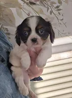 Tara is pending, a female Cavalier King Charles Spaniel for sale in Kirby, AR – Photo 2 of 5