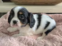 Tara is pending, a female Cavalier King Charles Spaniel for sale in Kirby, AR – Photo 1 of 5