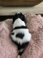 Tara is pending, a female Cavalier King Charles Spaniel for sale in Kirby, AR – Photo 5 of 5