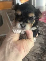Randle, a male Yorkshire Terrier and Morkie for sale in Peculiar, MO – 2 of 2