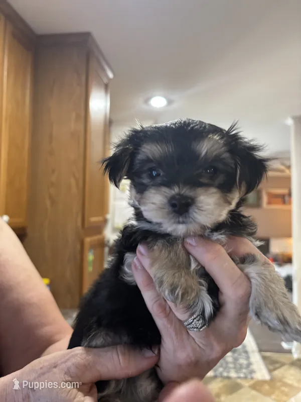 Rocket – Yorkshire Terrier, Morkie puppy for sale in Peculiar, MO