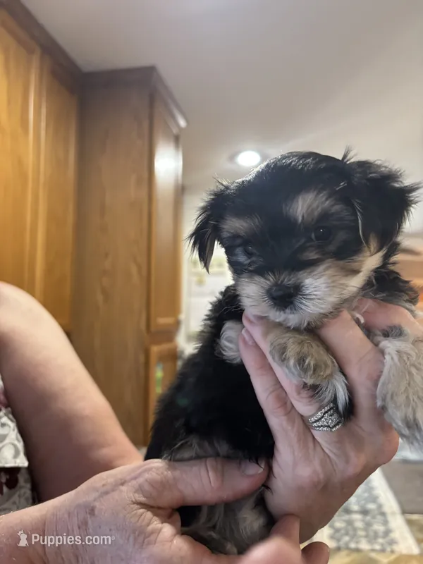 Randle – Yorkshire Terrier, Morkie puppy for sale in Peculiar, MO