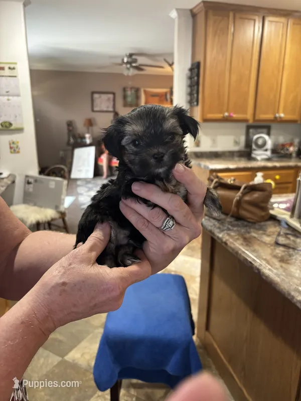 Black Face  – Yorkshire Terrier, Morkie puppy for sale in Peculiar, MO