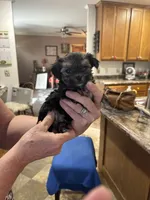 Black Face , a male Yorkshire Terrier and Morkie for sale in Peculiar, MO – 1 of 2