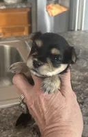 Rocket, a male Yorkshire Terrier and Morkie for sale in Peculiar, MO – 2 of 2
