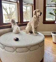 Barbie, a female Golden Retriever for sale in Chicago, IL – Photo 8 of 10