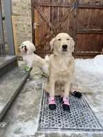 Barbie, a female Golden Retriever for sale in Chicago, IL – Photo 9 of 10