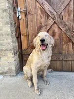 Barbie, a female Golden Retriever for sale in Chicago, IL – Photo 10 of 10